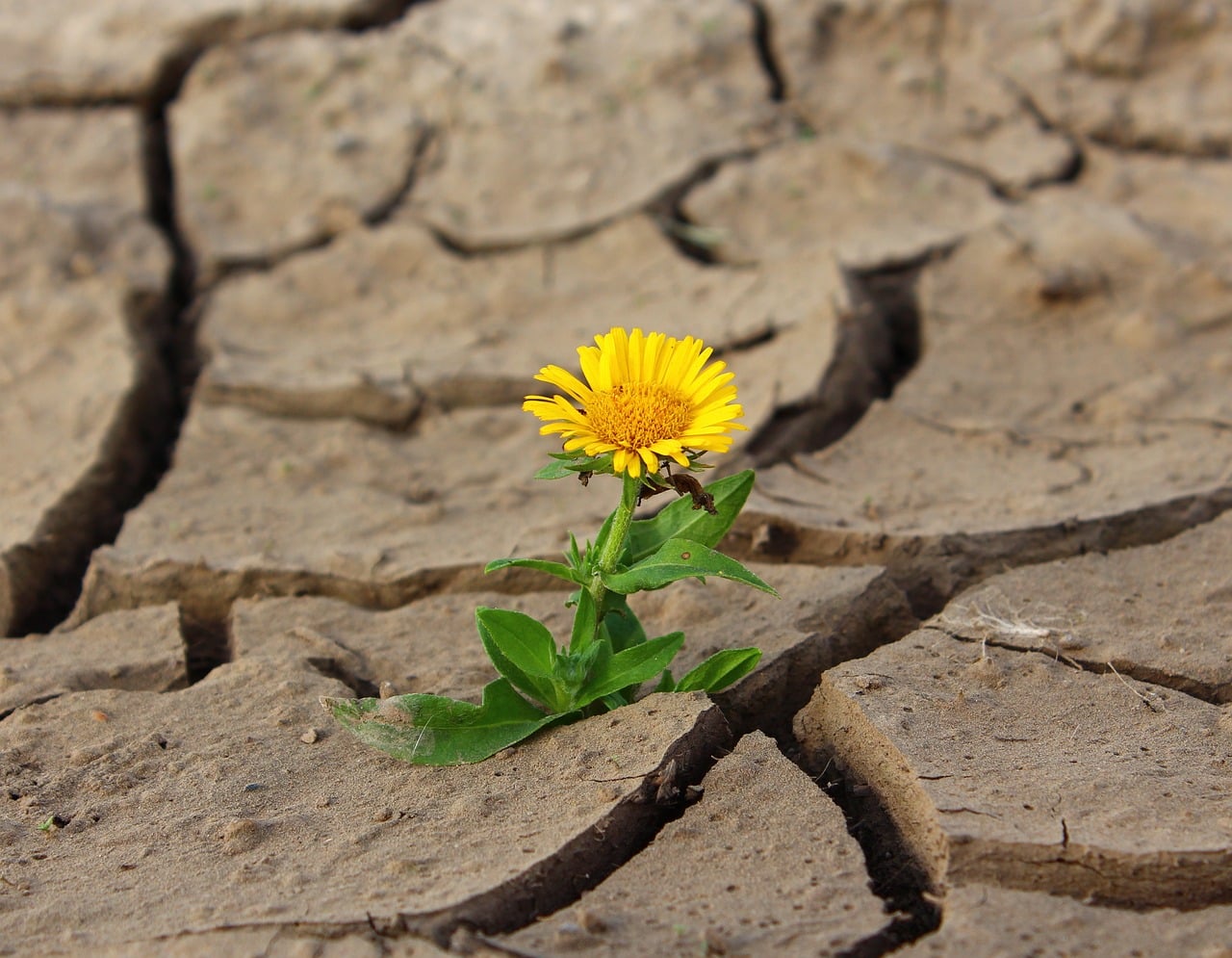 flower-887443_1280-1