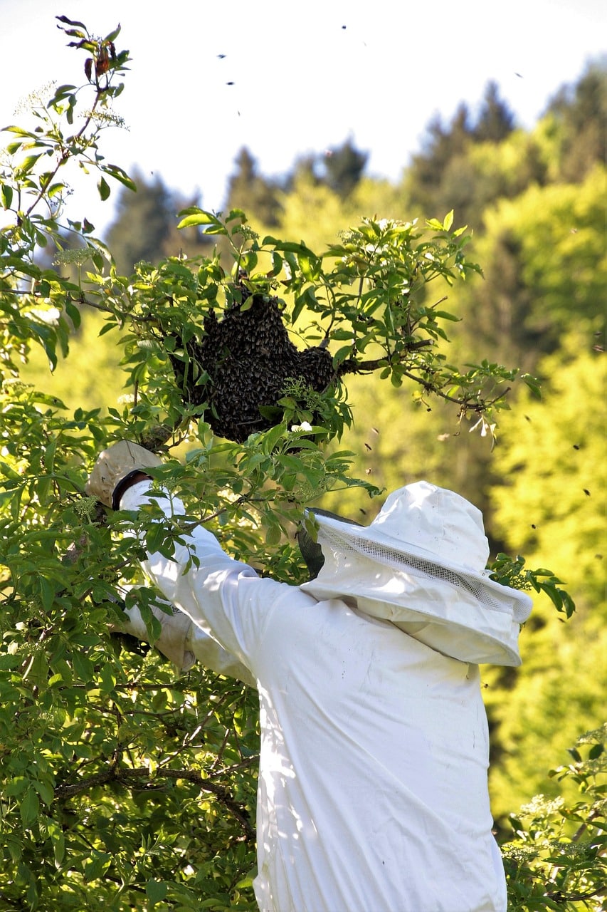 bees-5764964_1280