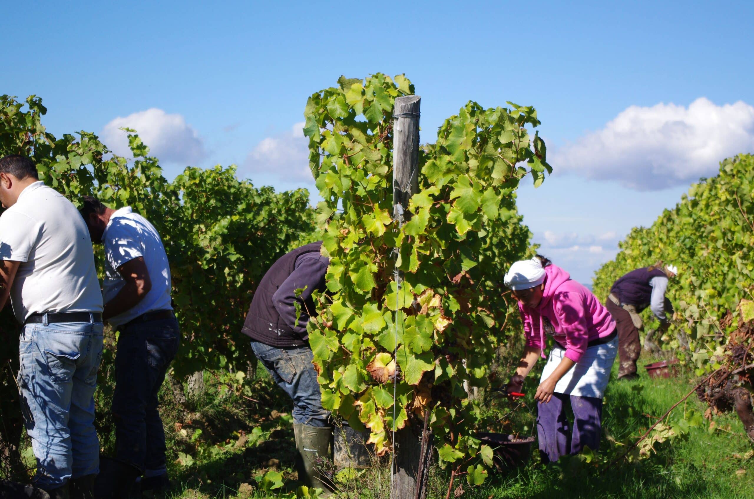 Vendanges_en_Côtes-de-bergerac