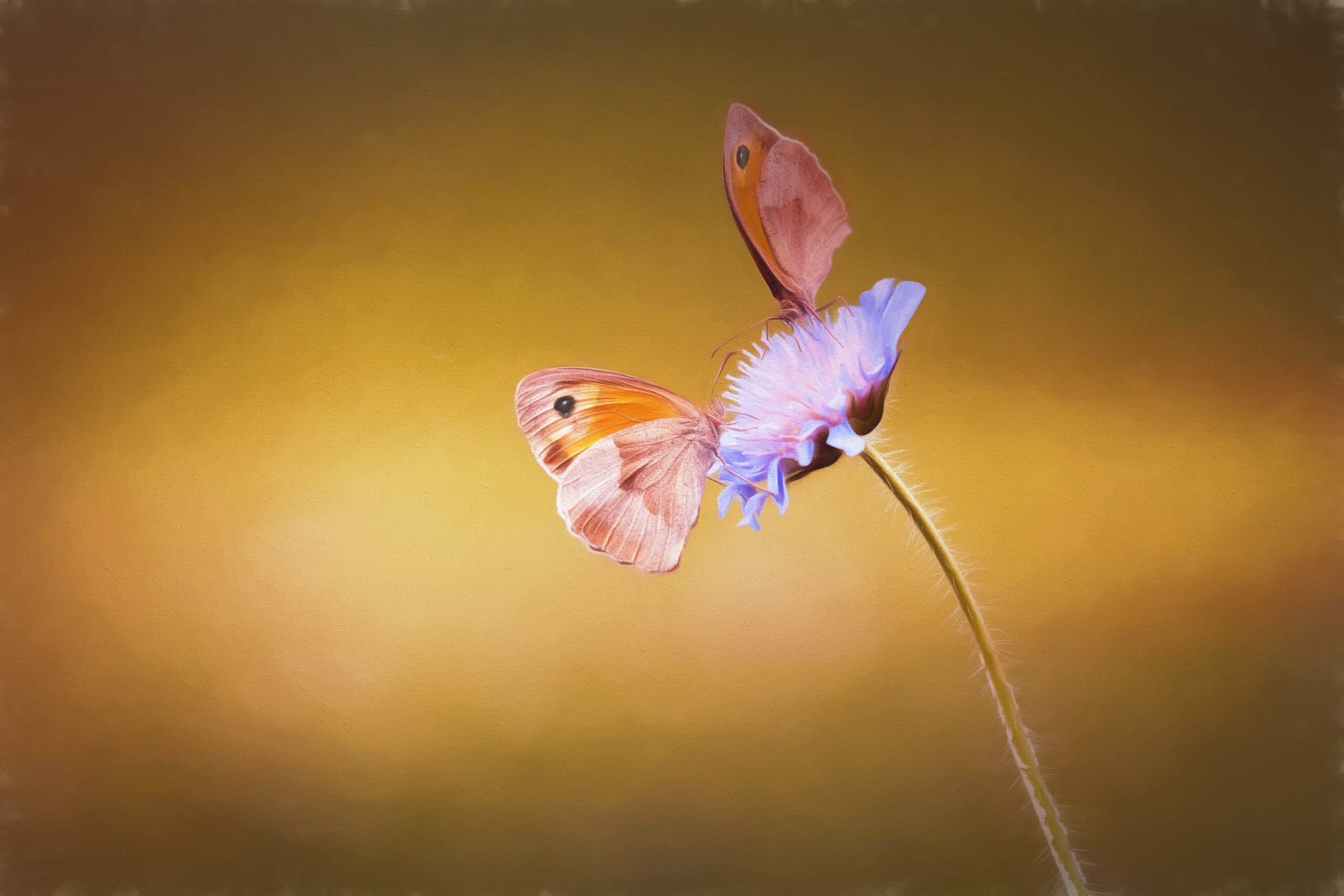 nature-blossom-wing-photography-leaf-flower-514177-pxhere.com